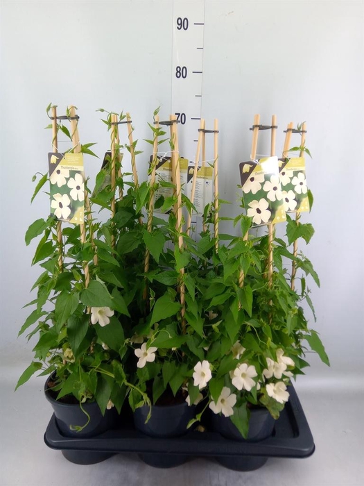 <h4>Thunbergia nana 'Snow White'</h4>