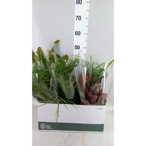 Rhipsalis   ...mix