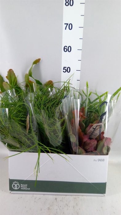<h4>Rhipsalis   ...mix</h4>