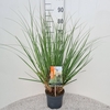 Cortaderia selloana Pumila