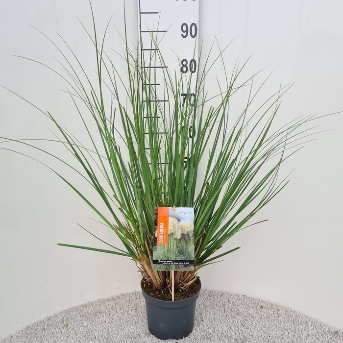 Cortaderia selloana Pumila