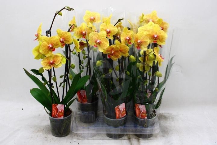 <h4>PHAL EL CASCADE</h4>