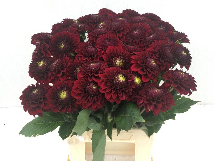<h4>DAHL BLACK FOX</h4>