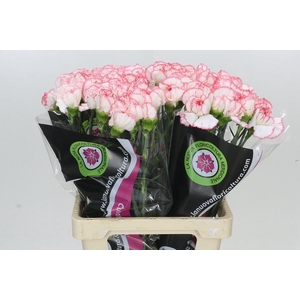 Dianthus St Poirot Bianco