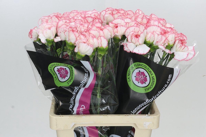 <h4>Dianthus St Poirot Bianco</h4>