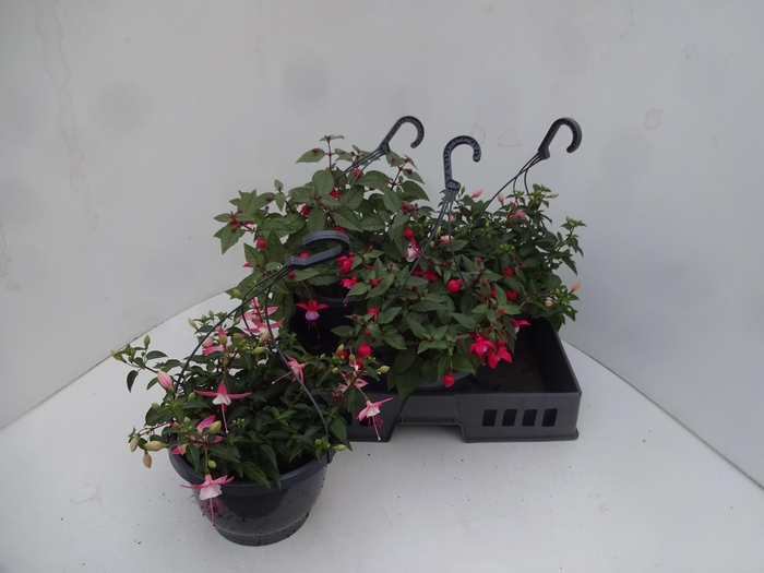 <h4>FUCHSIA GEM</h4>