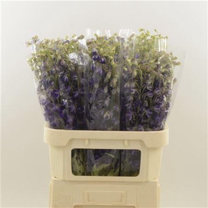 Delphinium single Deldonna Purple