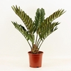 Zamia furfuracea 19 cm (Decorum)