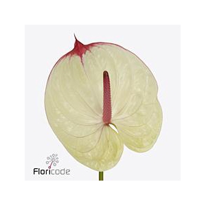 Anthurium kaseko