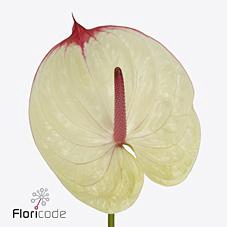 <h4>Anthurium kaseko</h4>