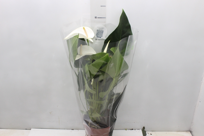 <h4>ANTHURIUM WHITE WINNER P17</h4>