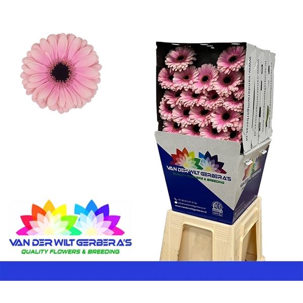 <h4>GE MI Esmee</h4>