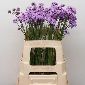 Verbena Purple