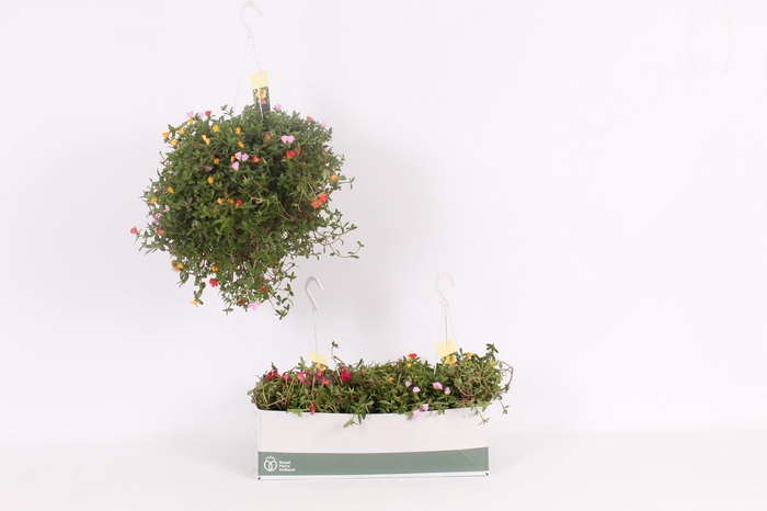 <h4>Portulaca gemengd in hangpot 17</h4>