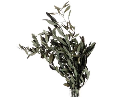 <h4>Bunch Olive 150g</h4>