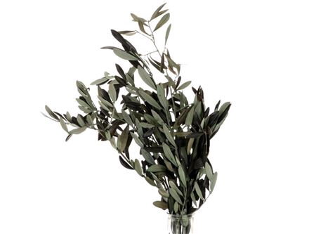 <h4>Bunch Olive Preserved 150g</h4>