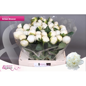 PAEO L BRIDAL SHOWER