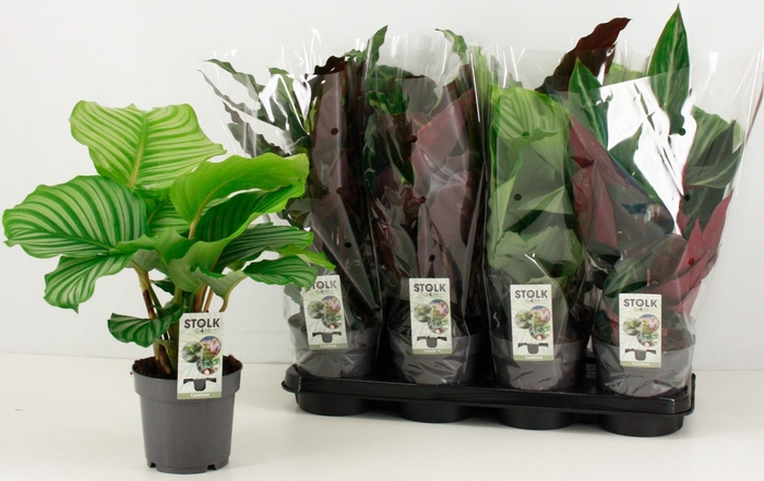 <h4>Calathea mix</h4>