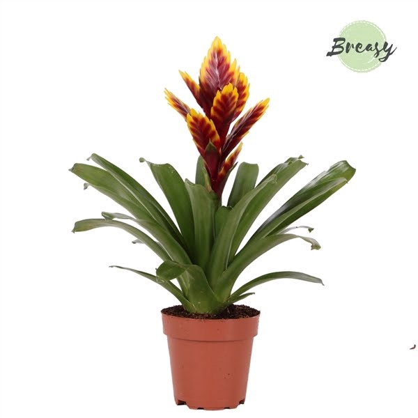 <h4>Vriesea Intenso Purple Flame</h4>