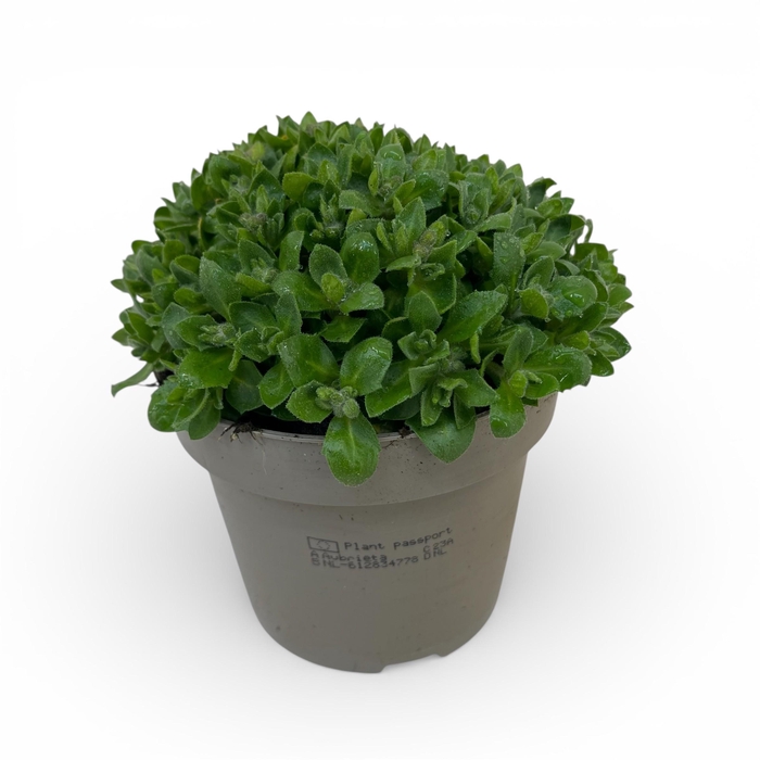 <h4>Aubrieta gracilis 'Kitte'</h4>