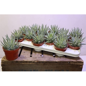 arr8 Aloe Humilis