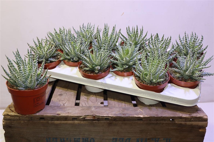 <h4>arr8 Aloe Humilis</h4>