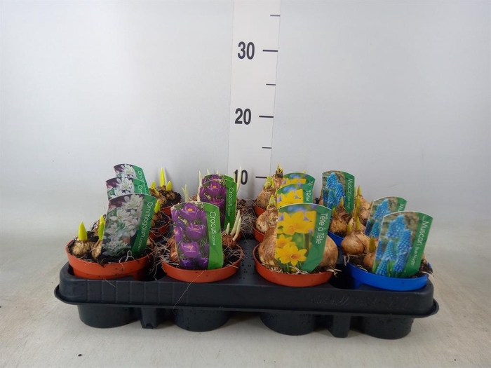 <h4>Bolbloemen   ...mix</h4>
