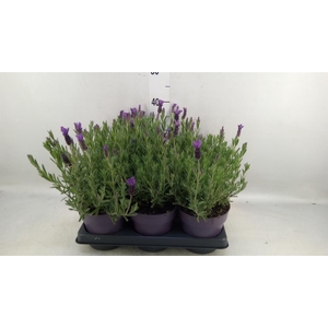 Lavandula stoec. 'Anouk'
