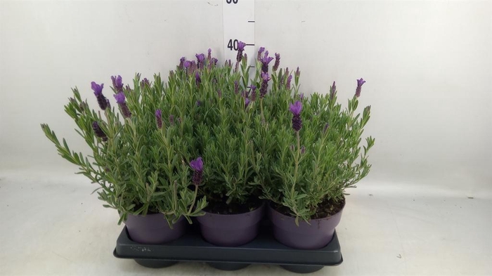 <h4>Lavandula stoec. 'Anouk'</h4>