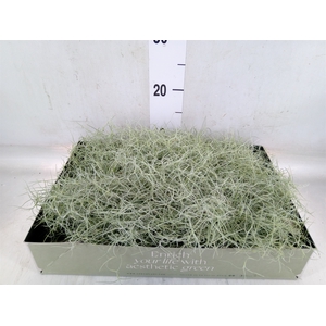 Tillandsia usneoides