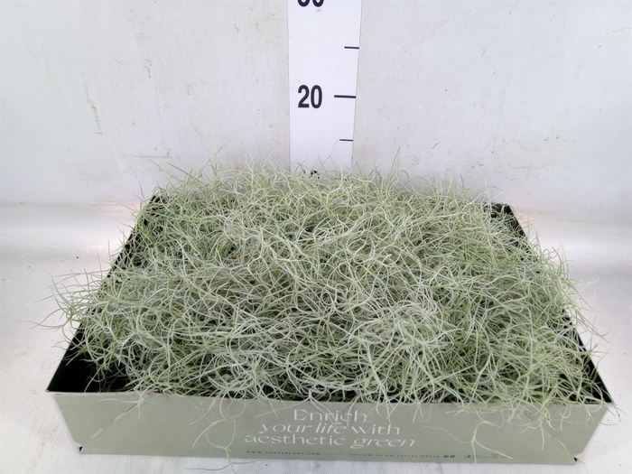 <h4>Tillandsia usneoides</h4>