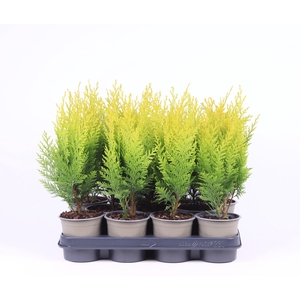 Chamaecyparis Stardust