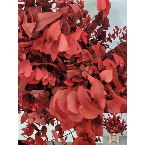 <h4>GESTABILISEERD EUC STUARTIANA ROOD</h4>