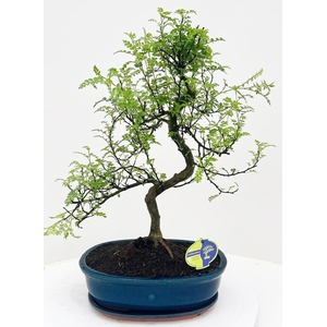 Zanthoxylum piperitum, 32cm., shape, with dip tray