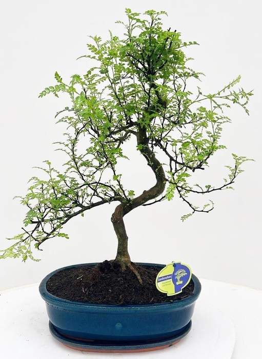 <h4>Zanthoxylum piperitum, 32cm., shape, with dip tray</h4>