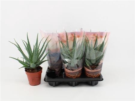 <h4>Aloe arborescens</h4>