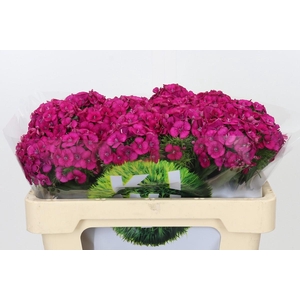 Dianthus Br Kiwi Fuchsia XXL