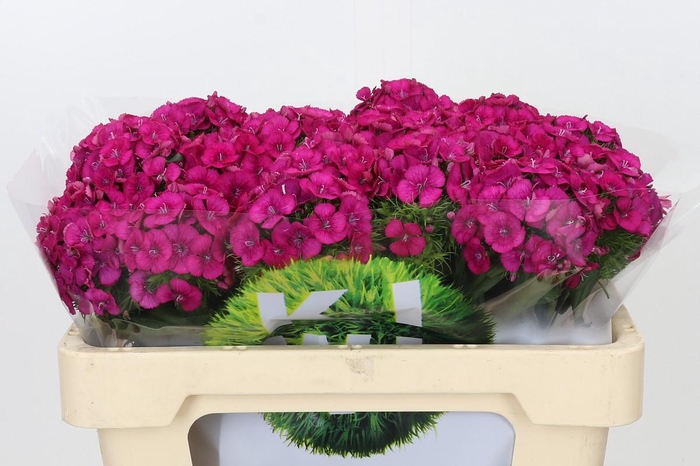 <h4>Dianthus Br Kiwi Fuchsia XXL</h4>