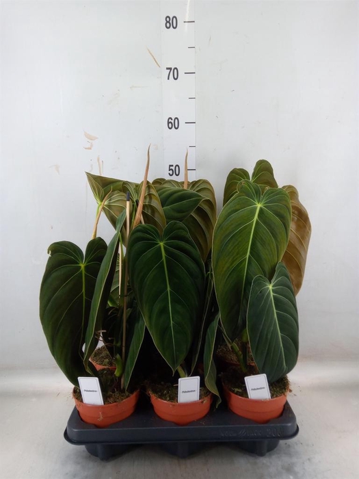 <h4>Hoya australis</h4>