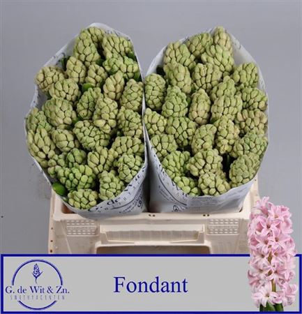<h4>Hyac Fondant</h4>