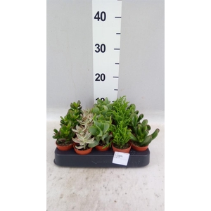 Crassula   ...mix