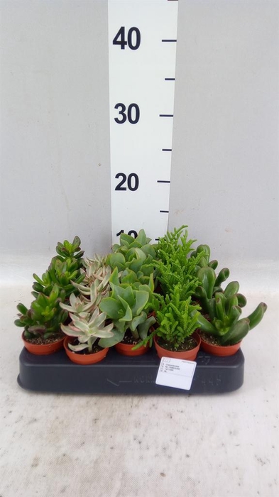 <h4>Crassula   ...mix</h4>