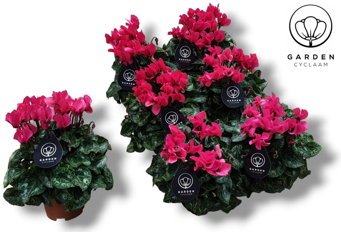 <h4>Cyclamen GARDEN ROZE</h4>