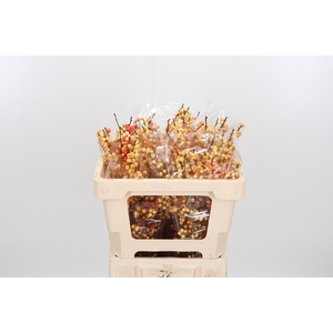 Ilex Ve Ilexia Julia