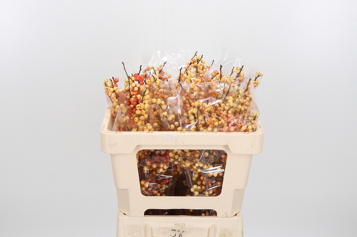 <h4>Ilex Ve Ilexia Julia</h4>