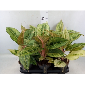 Aglaonema   ...