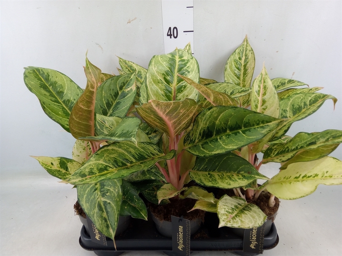 <h4>Aglaonema   ...</h4>