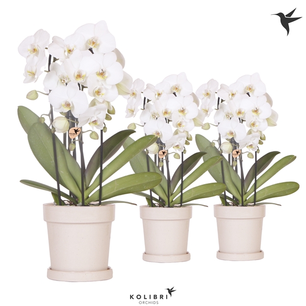 <h4>Kolibri Orchids Cascade Niagara fall 3spike white in Flower sand</h4>