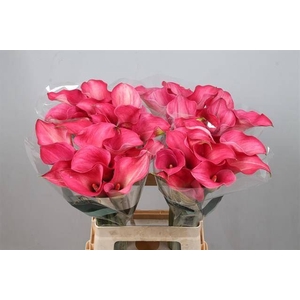 Calla Captain Romance
