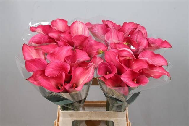 <h4>Calla Captain Romance</h4>